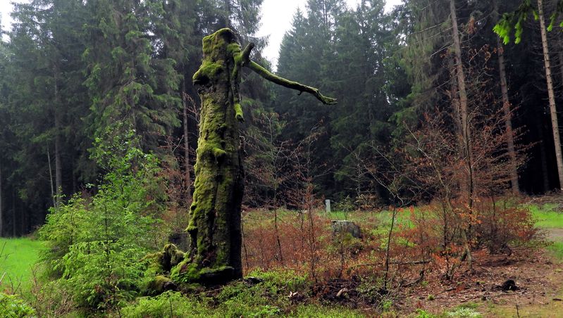 Absterbender Baum am Rennsteig