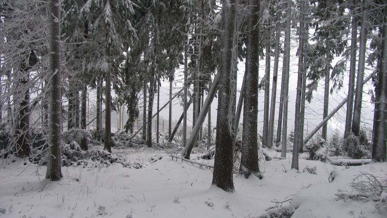Winter nach Kyrill